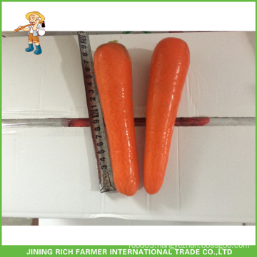 China Fresh Yellow Sweet Carrot Regular Shape